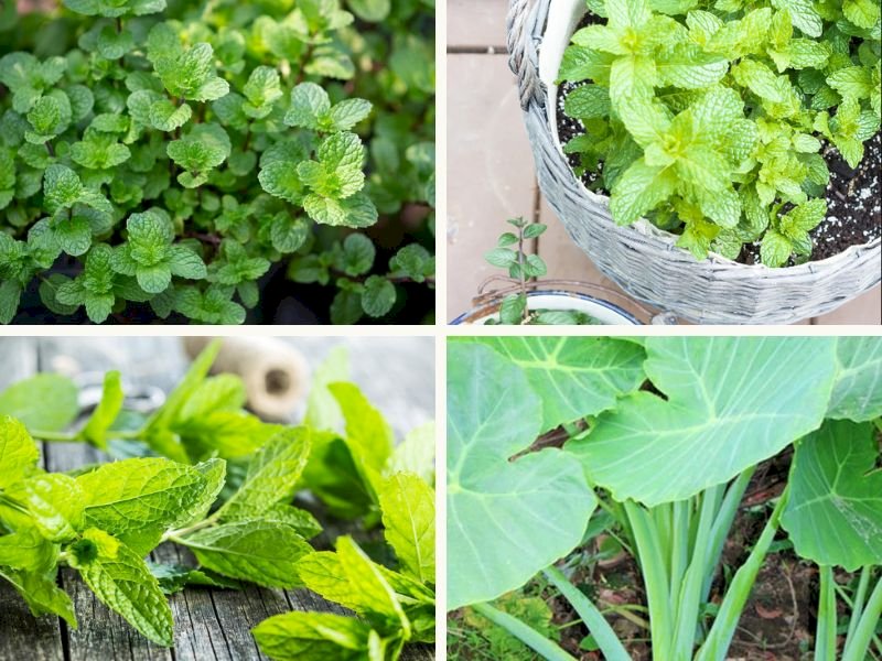 101 Hình ảnh cây bạc hà đẹp nhất, tải miễn phí