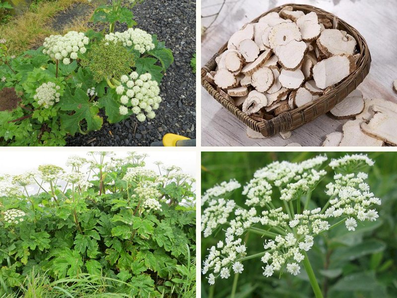 101 hình ảnh cây bạch chỉ đẹp, chất lượng cao, tải miễn phí