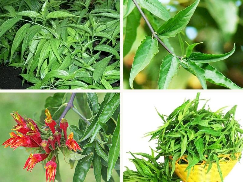 101 Hình ảnh cây bìm bịp chữa ung thư, tải miễn phí