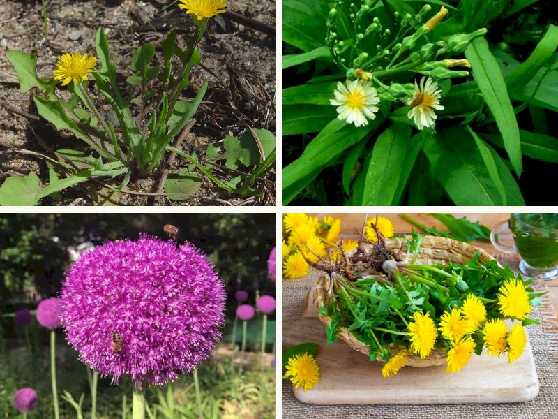 101 hình ảnh cây bồ công anh - vị thuốc quý từ thiên nhiên