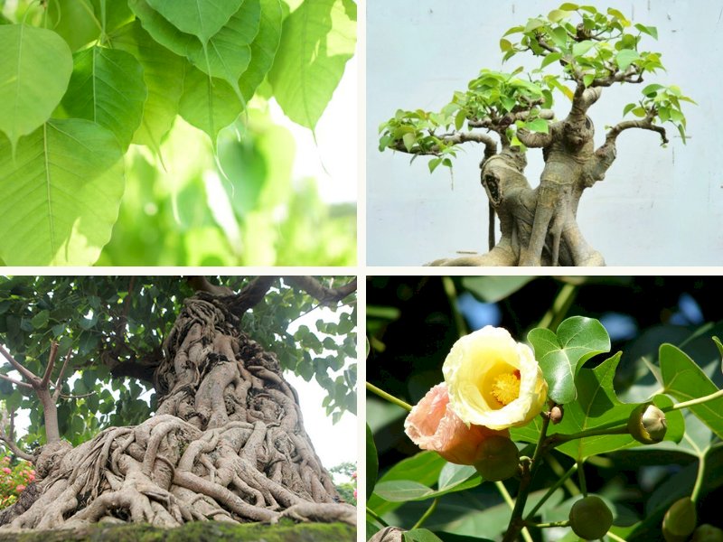 101 Hình ảnh cây bồ đề đẹp nhất, tải miễn phí