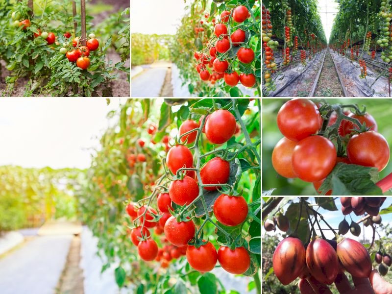 vẽ cây cà chua