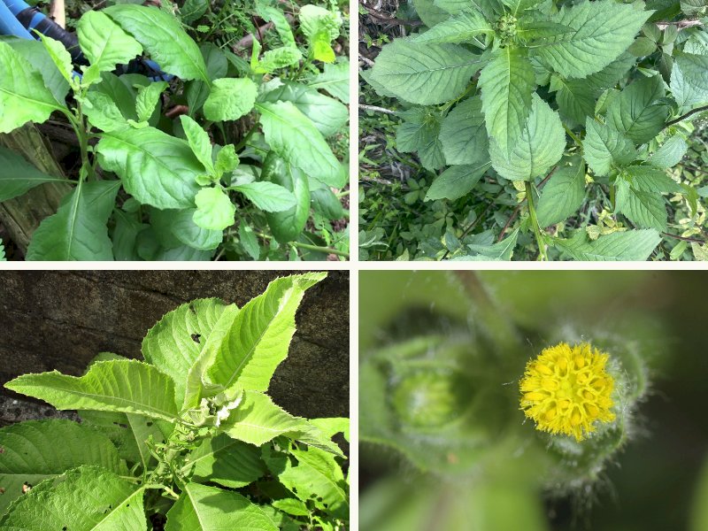 101 hình ảnh cây cải trời đẹp, chất lượng cao, tải miễn phí