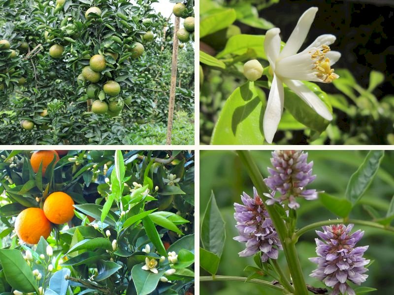 101 Hình ảnh cây cam đẹp nhất, tải miễn phí