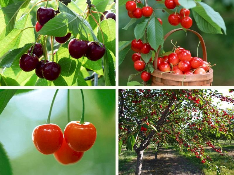 101 Hình ảnh cây cherry đẹp nhất, tải miễn phí