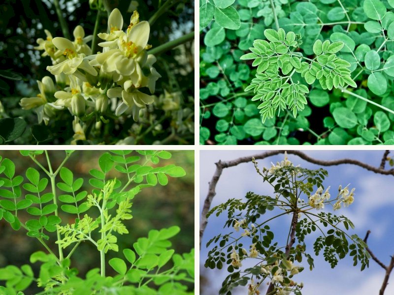 101 hình ảnh cây chùm ngây đẹp, chất lượng cao, tải miễn phí