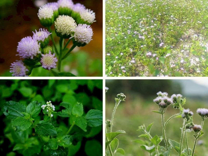 101 Hình ảnh cây cỏ hôi đẹp nhất, tải miễn phí