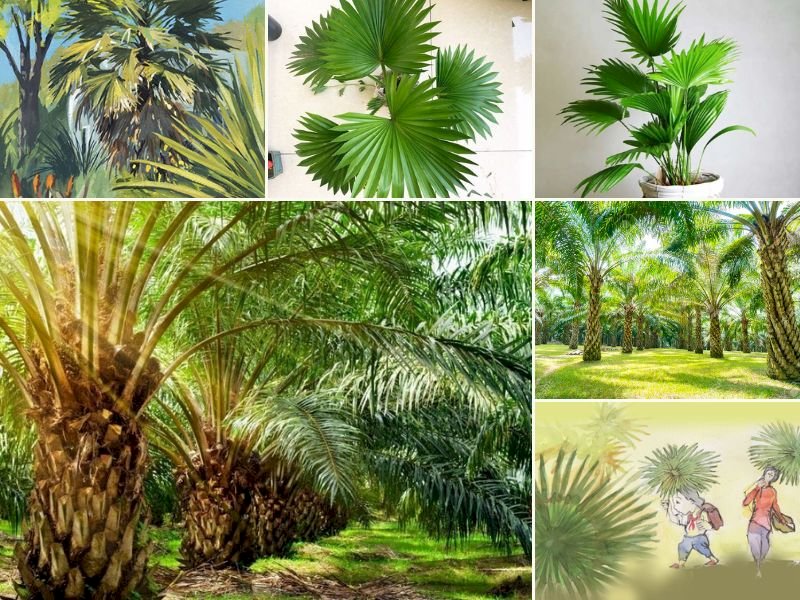 101 Hình ảnh cây cọ đẹp nhất, tải miễn phí