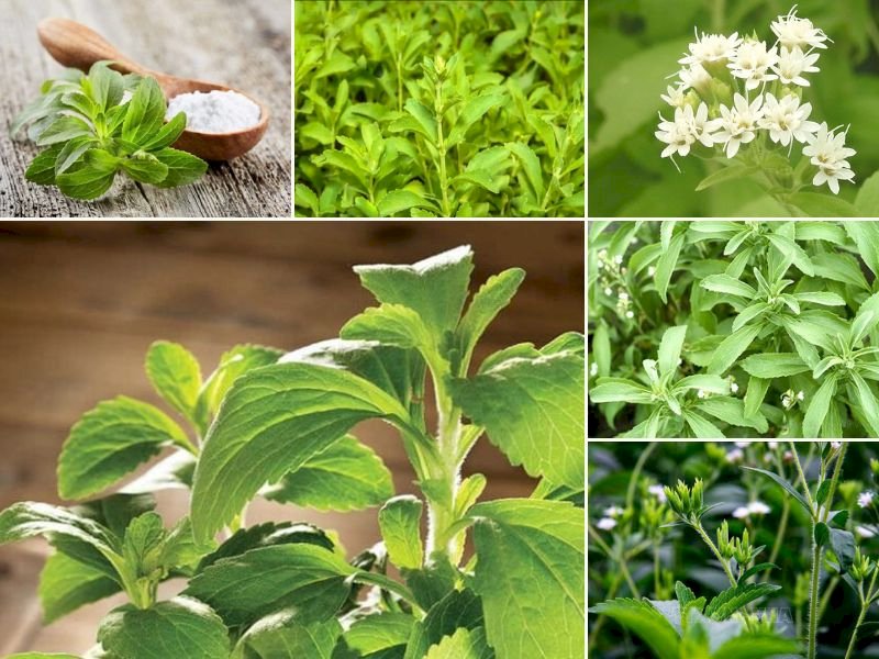 101 Hình ảnh cây cỏ ngọt đẹp nhất, tải miễn phí