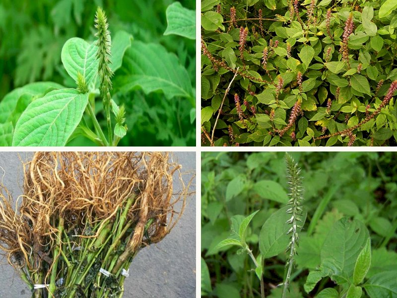 101 hình ảnh cây cỏ xước - vị thuốc quý từ thiên nhiên