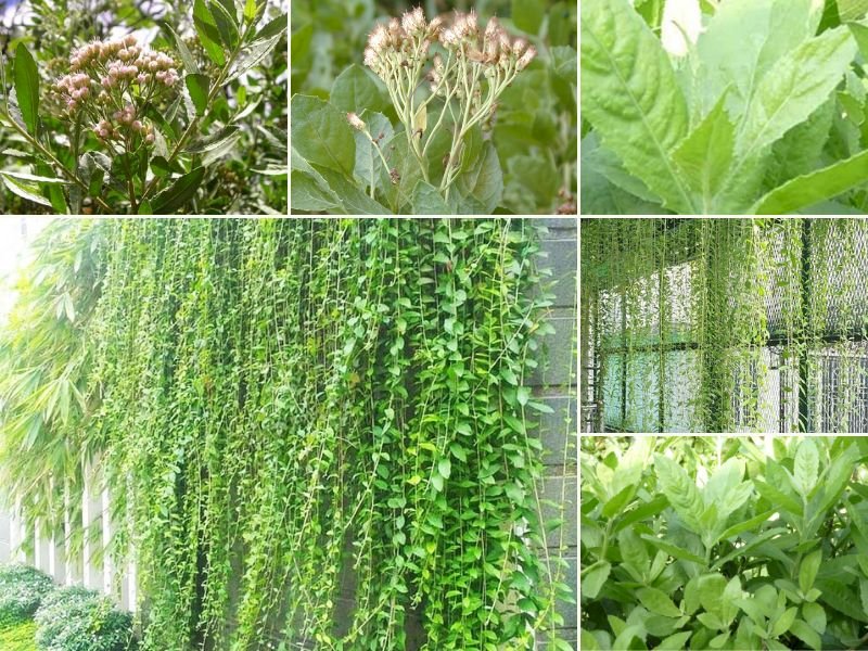 101 Hình ảnh cây cúc tần đẹp nhất, tải miễn phí