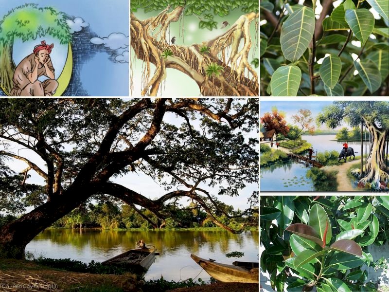 101 Hình ảnh cây đa đẹp nhất, tải miễn phí