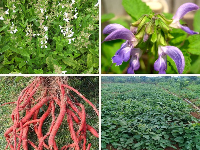 101 hình ảnh cây đan sâm - vị thuốc quý từ thiên nhiên