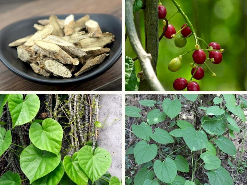 101 Hình ảnh cây đau xương đẹp nhất, tải miễn phí