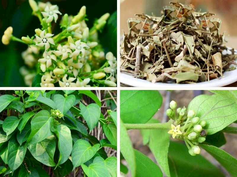 101 Hình ảnh cây dây thìa canh, tải miễn phí