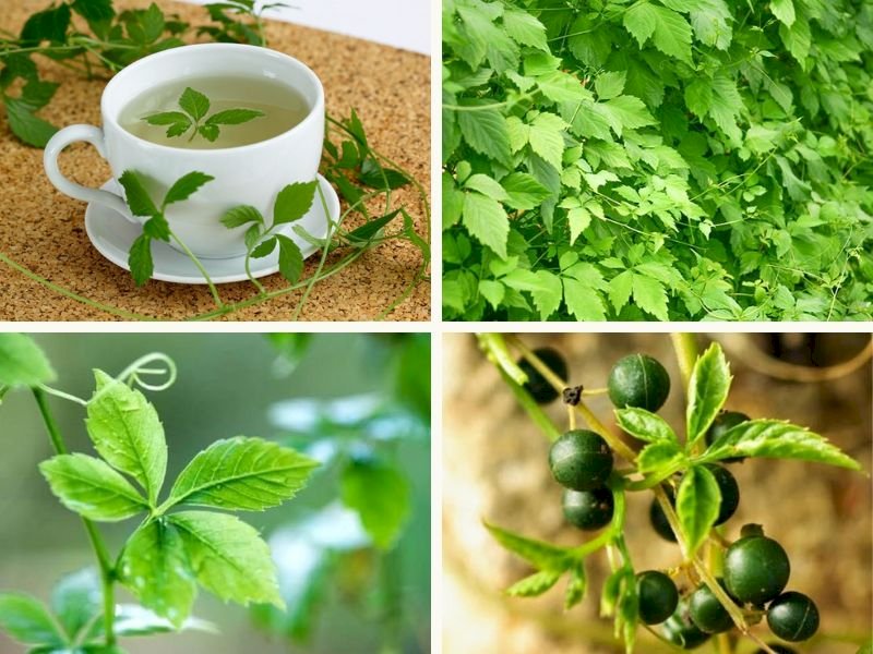 101 Hình ảnh cây giảo cổ lam đẹp nhất, tải miễn phí