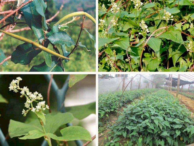 101 Hình ảnh cây hà thủ ô đẹp nhất, tải miễn phí