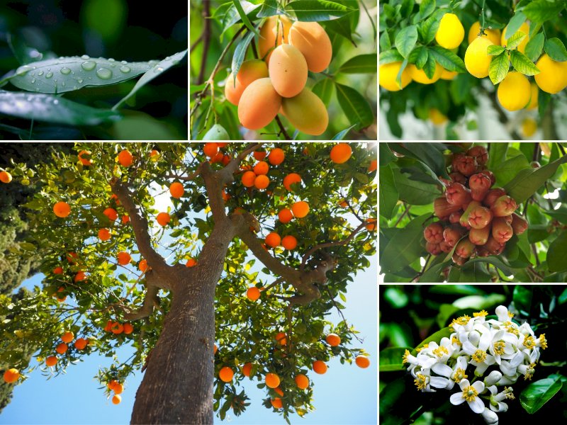 101 hình ảnh cây hạt kín đẹp, chất lượng cao, tải miễn phí