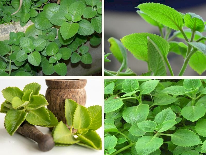 101 Hình ảnh cây húng chanh đẹp nhất, tải miễn phí