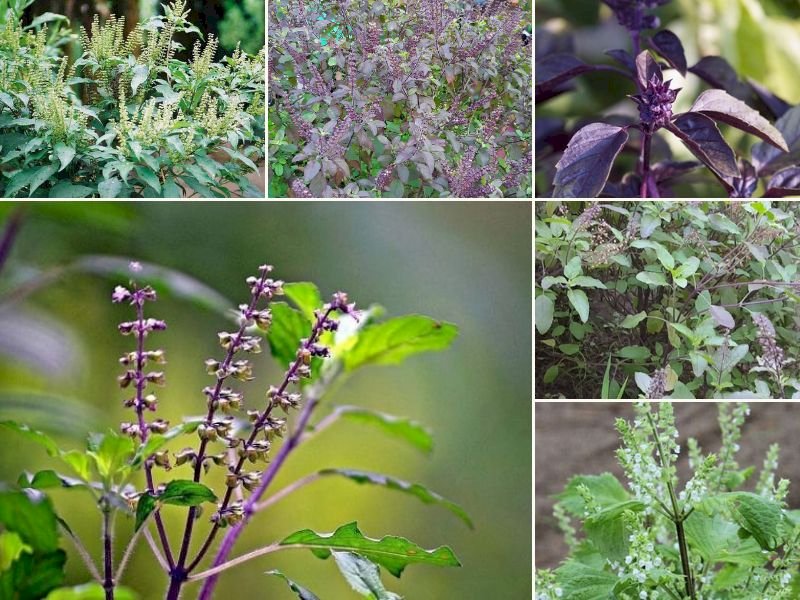 101 Hình ảnh cây hương nhu đẹp nhất, tải miễn phí