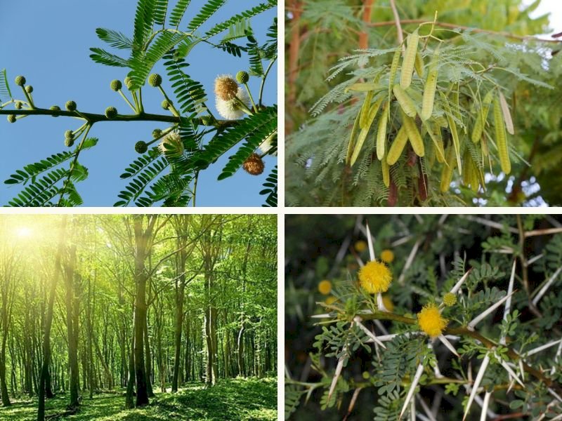 101 Hình ảnh cây keo đẹp nhất, tải miễn phí