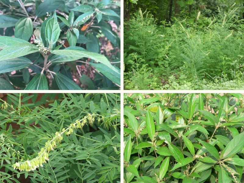 Hình ảnh cây khổ sâm - vị thuốc quý từ thiên nhiên