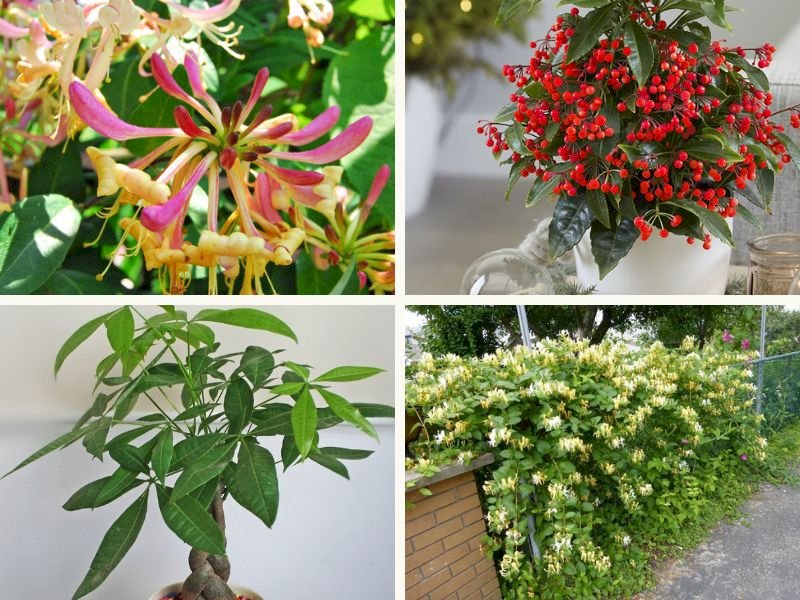 101 Hình ảnh cây kim ngân đẹp nhất, tải miễn phí