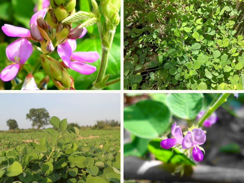 101 hình ảnh cây kim tiền thảo đẹp, chất lượng cao, tải miễn phí