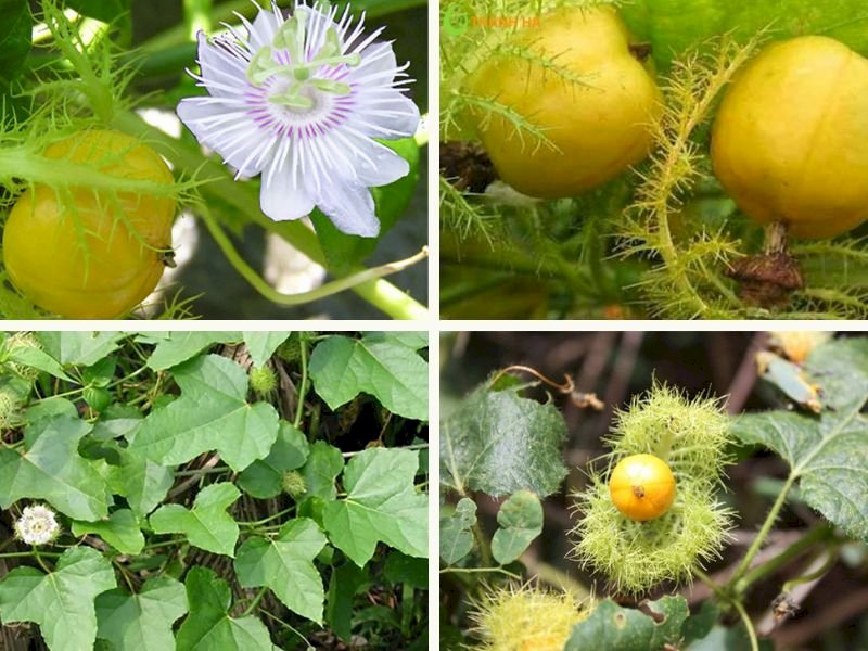 101 Hình ảnh cây lạc tiên, tải miễn phí