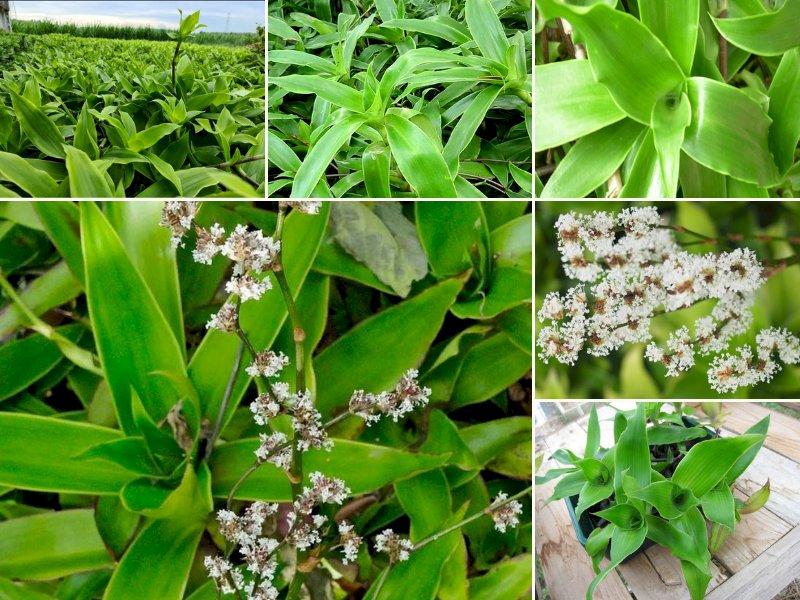 101 Hình ảnh cây lược vàng, tải miễn phí