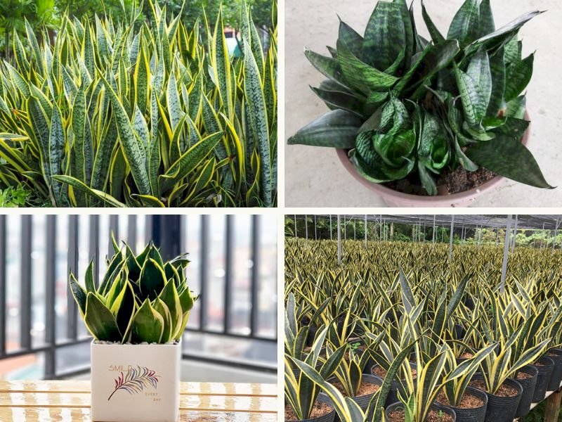 101 Hình ảnh cây lưỡi hổ đẹp nhất, tải miễn phí