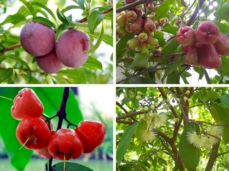 101 Hình ảnh cây mận đẹp nhất, tải miễn phí