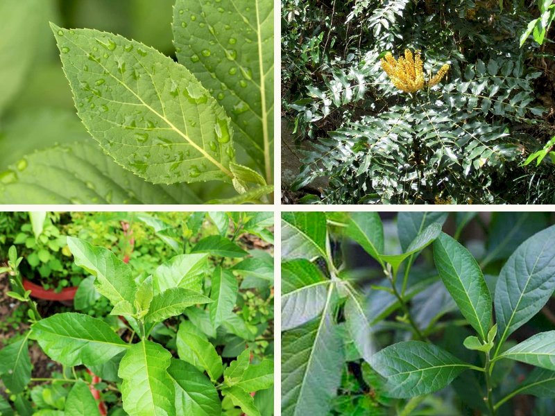 101 hình ảnh cây mật gấu đẹp, chất lượng cao, tải miễn phí