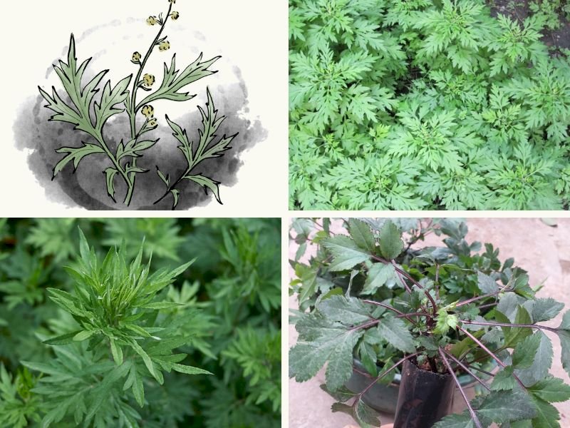 101 Hình ảnh cây ngải cứu đẹp nhất, tải miễn phí