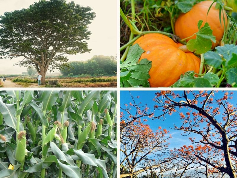 101 Hình ảnh cây ngô đẹp nhất, tải miễn phí