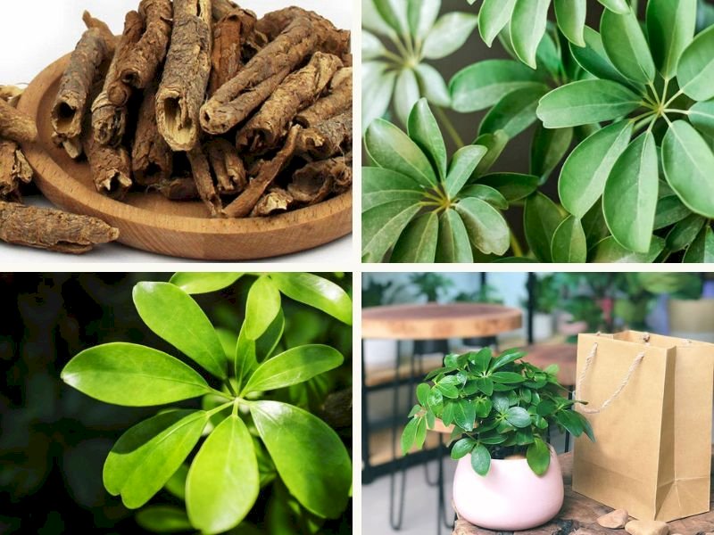 101 Hình ảnh cây ngũ gia bì đẹp nhất, tải miễn phí