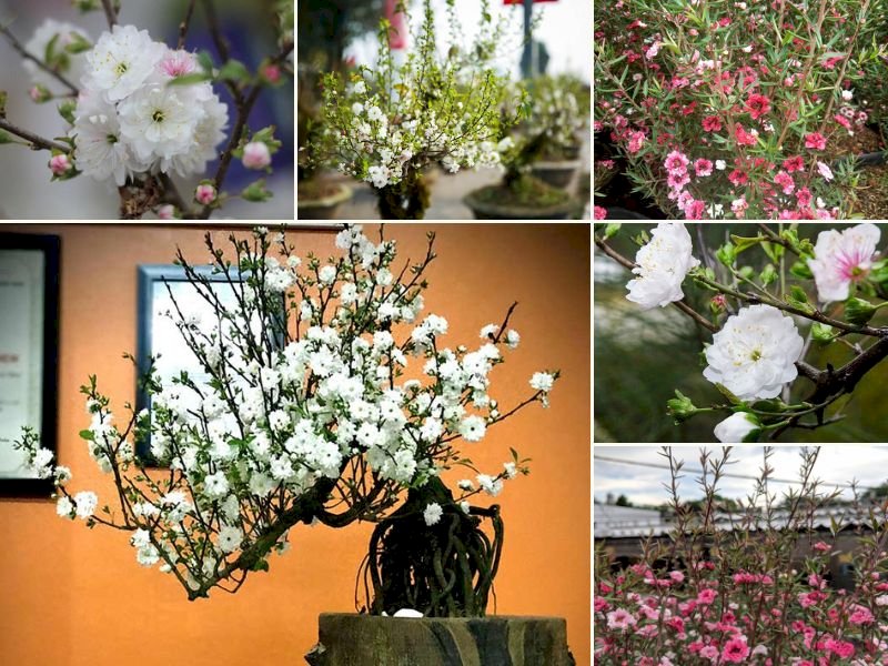 101 Hình ảnh cây nhất chi mai đẹp nhất, tải miễn phí