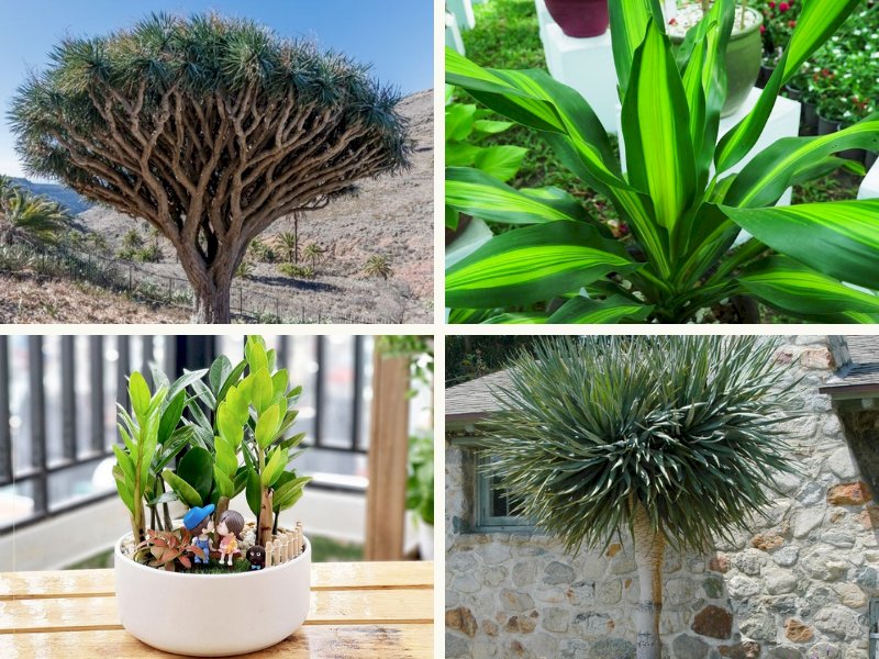 101 hình ảnh cây phát tài đẹp, chất lượng cao, tải miễn phí