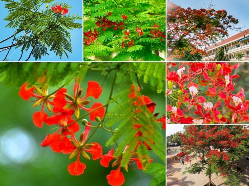 101 Hình ảnh cây phượng đẹp nhất, tải miễn phí