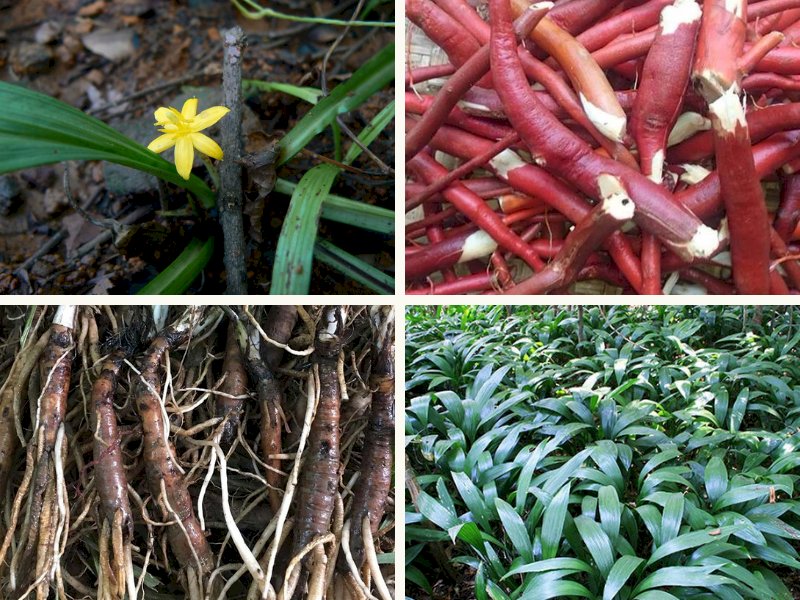 101 hình ảnh cây sâm cau - vị thuốc quý từ thiên nhiên