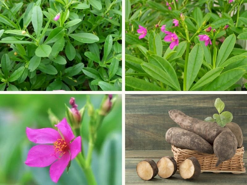 101 Hình ảnh cây sâm đất đẹp nhất, tải miễn phí