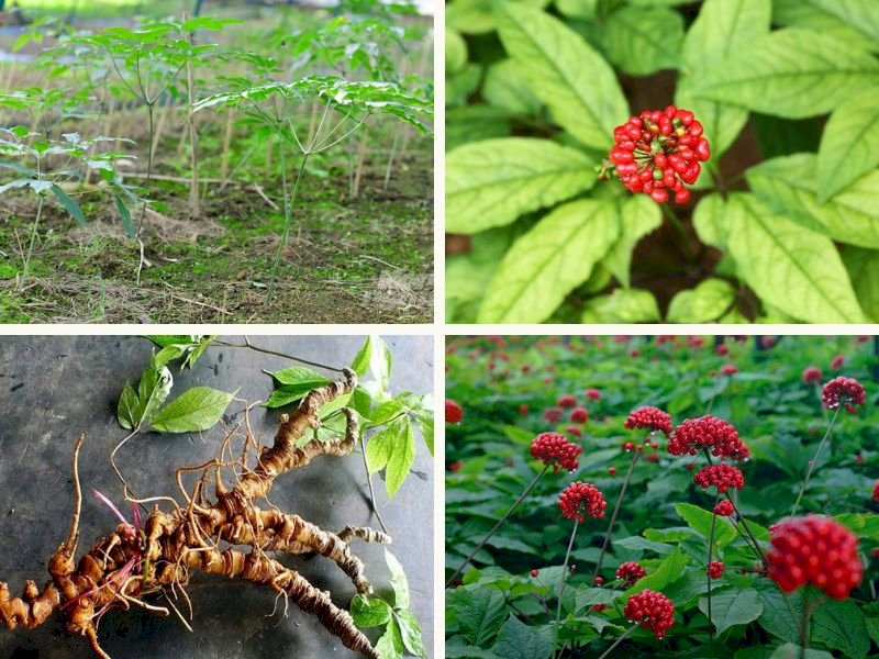 101 Hình ảnh cây sâm ngọc linh đẹp nhất, tải miễn phí