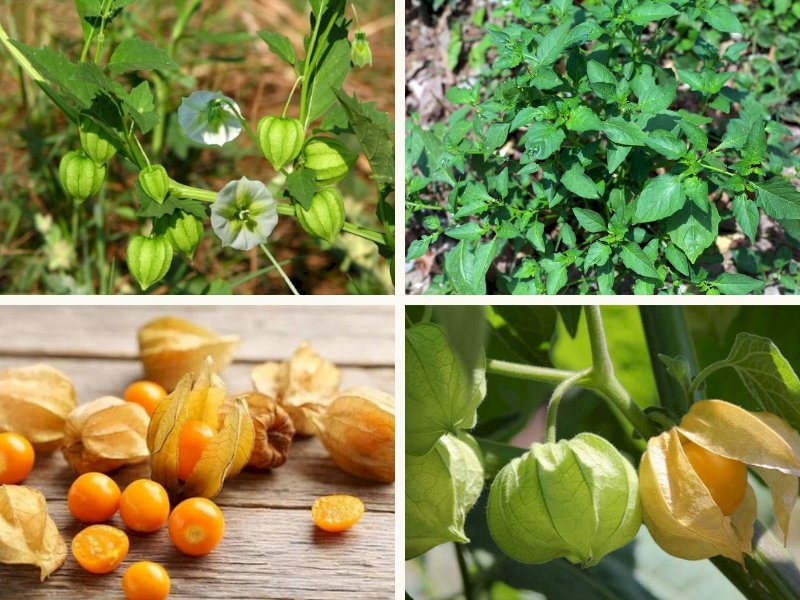 101 hình ảnh cây tầm bóp đẹp, chất lượng cao, tải miễn phí