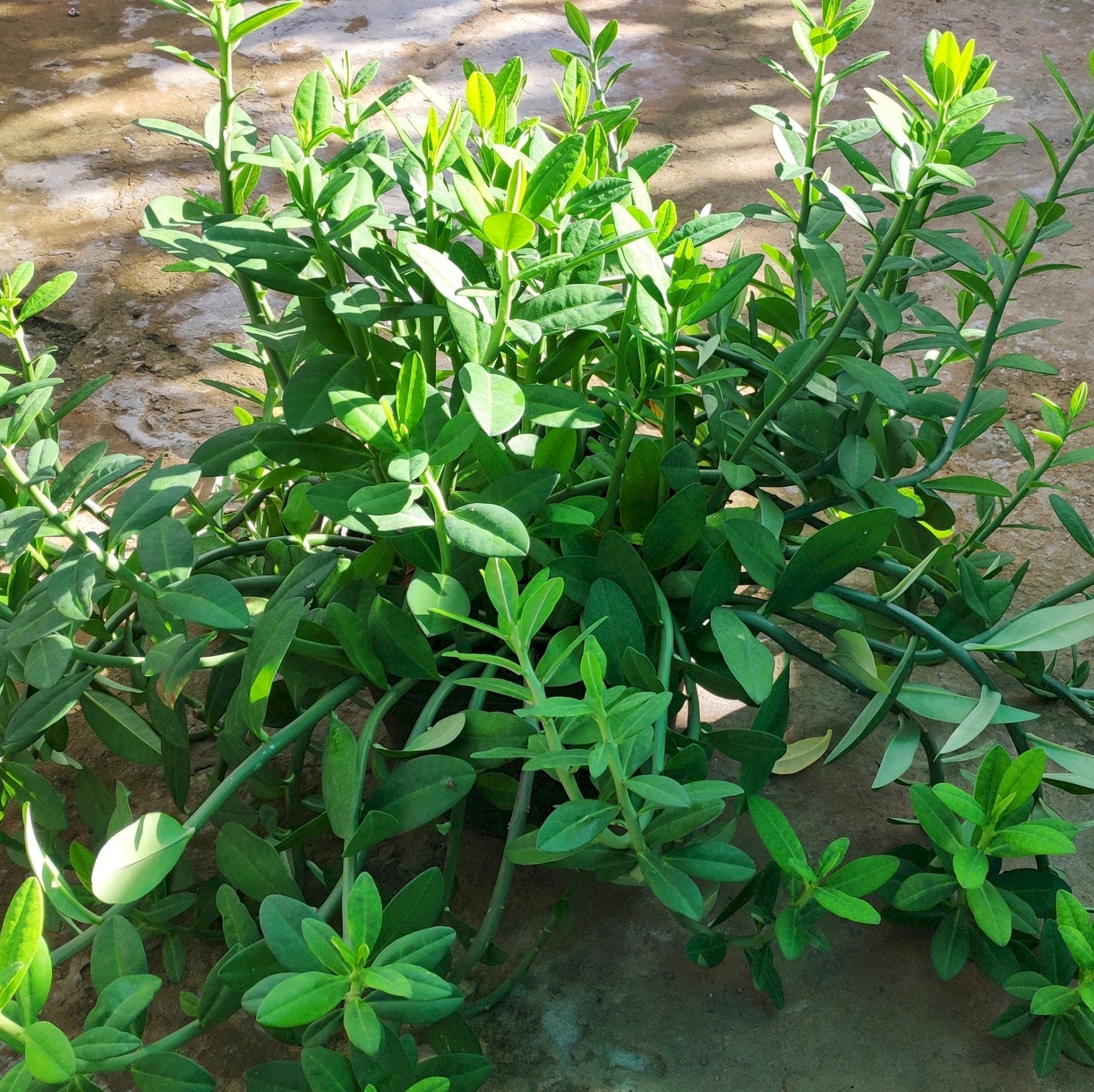 Hình ảnh cây thạch anh đẹp, chất lượng cao, tải miễn phí