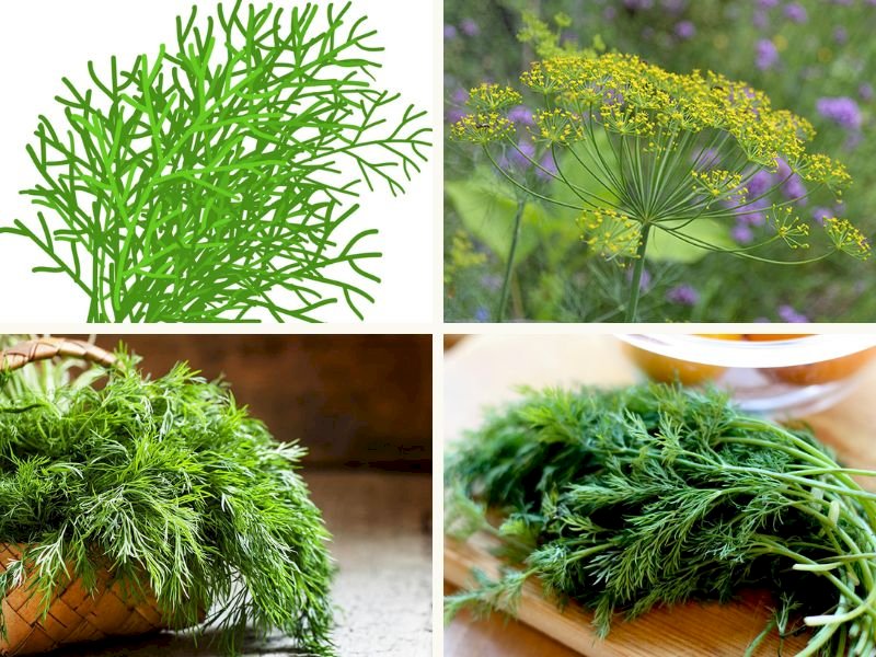 101 Hình ảnh cây thì là đẹp nhất, tải miễn phí