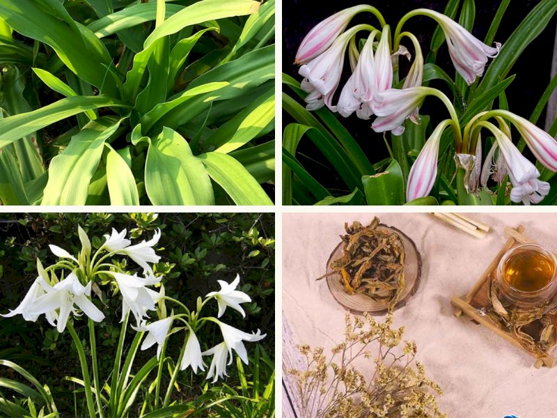 101 hình ảnh cây trinh nữ hoàng cung đẹp, chất lượng cao, tải miễn phí