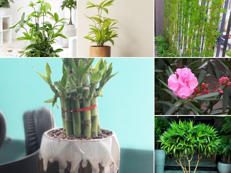 101 Hình ảnh cây trúc đẹp nhất, tải miễn phí