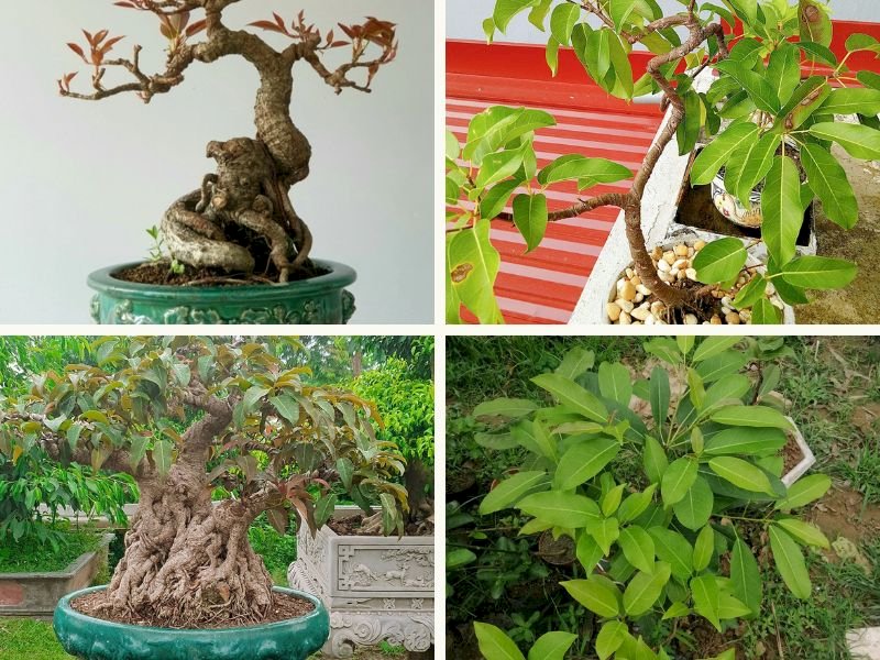 101 Hình ảnh cây túc đẹp nhất, tải miễn phí