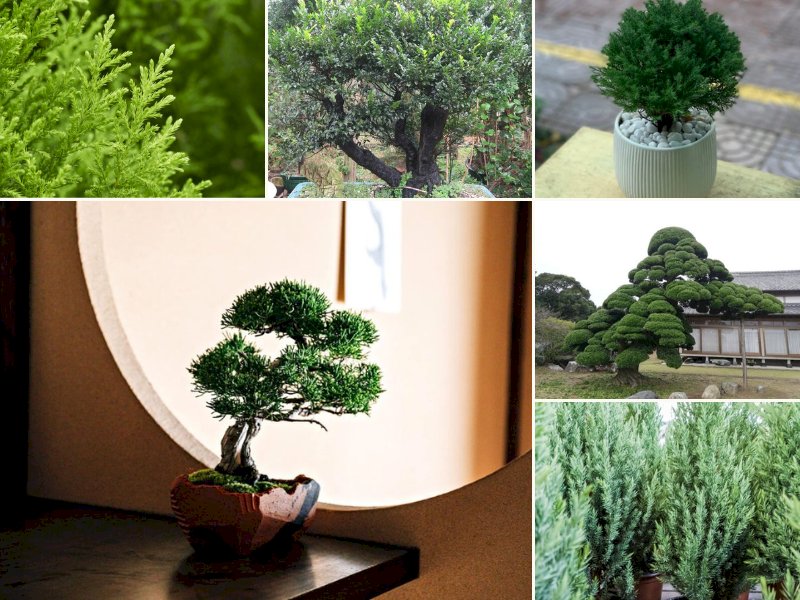 101 hình ảnh cây tùng đẹp, chất lượng cao, tải miễn phí