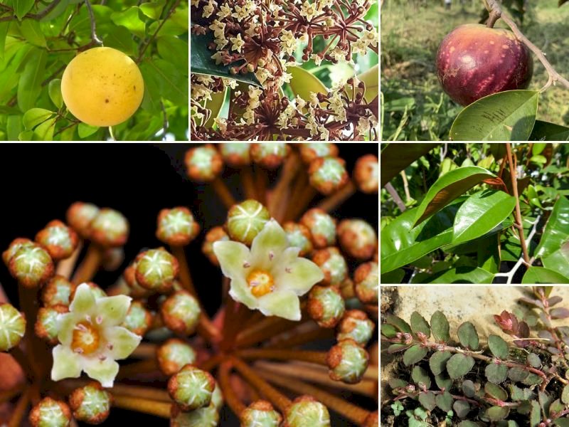 101 Hình ảnh cây vú sữa đẹp nhất, tải miễn phí